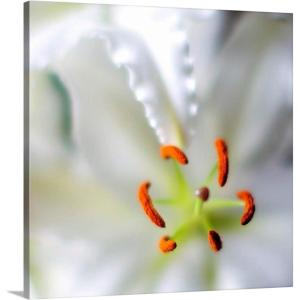 image:imageThe Novogratz The Novogratz Lily Hadi Sattari Canvas Wall Art Print 12x12x12516L x 16W